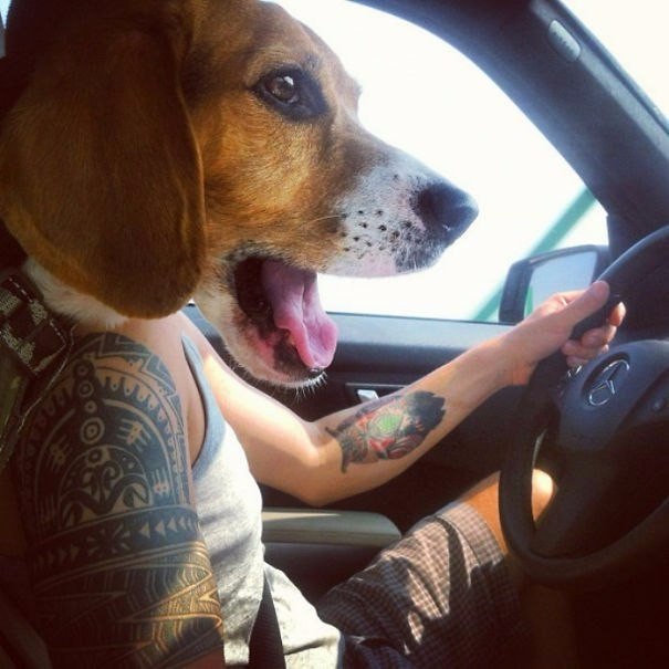 собакин в машине