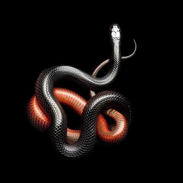 Змеи. Смертоносная красота