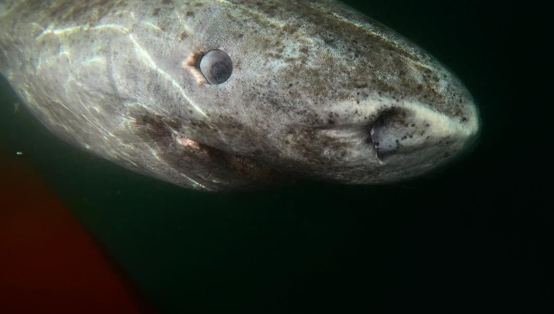 фото гренландской акулы