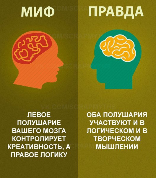 полушария мозга делится на логическое и эмоциональное 