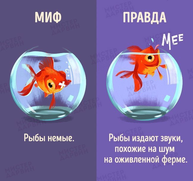 рыбы говорят