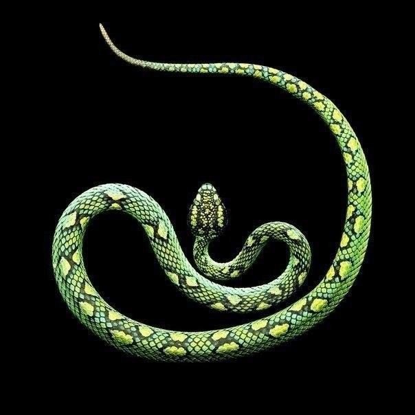 Змеи. Смертоносная красота