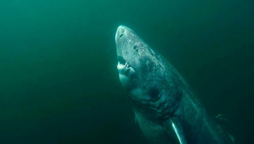 гренландская акула долгожитель