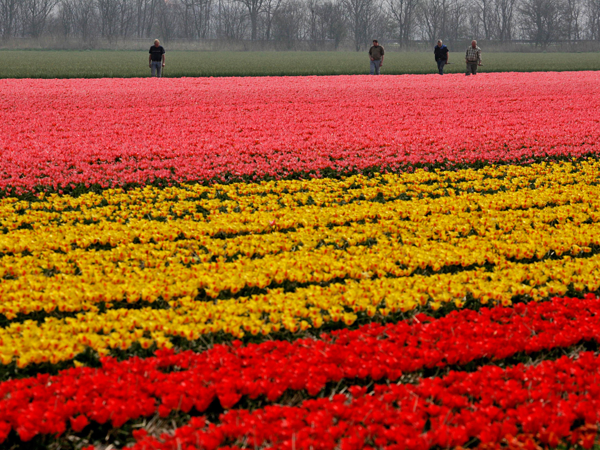 Поля тюльпанов в Нидерландах. Голландия.