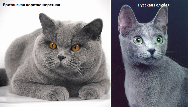 Британская и русская голубая кошка отличия породы