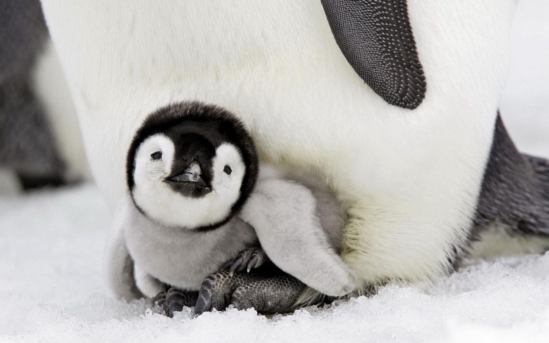 пингвиненок с пингвинихой