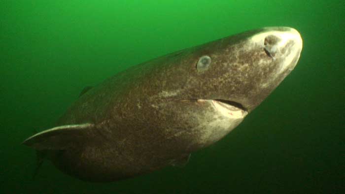 Акула, прожившая более 500 лет, самое долгоживущее животное