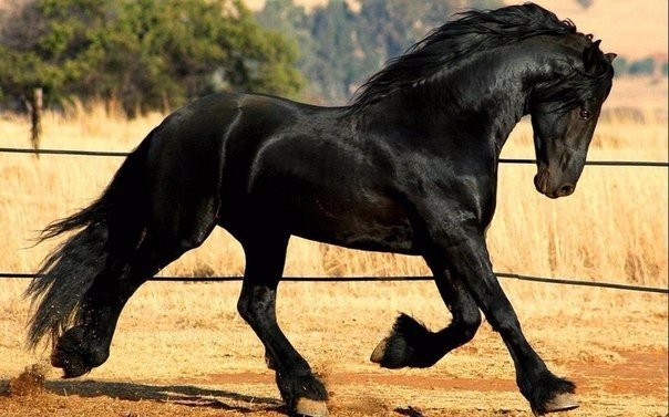 Чёрный конь