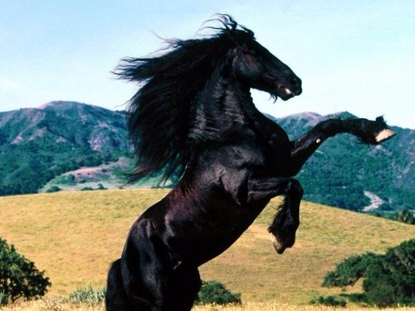 Лошади. Чёрный конь