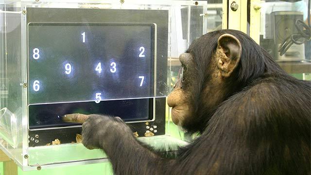 умная шимпанзе