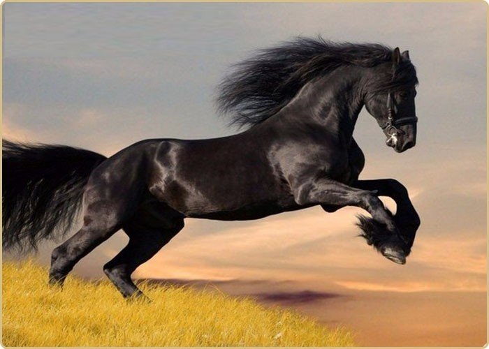 Чёрный конь