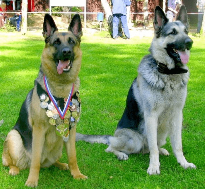 Самая умная порода собак, отличия немецкой и восточно-европейской овчарок