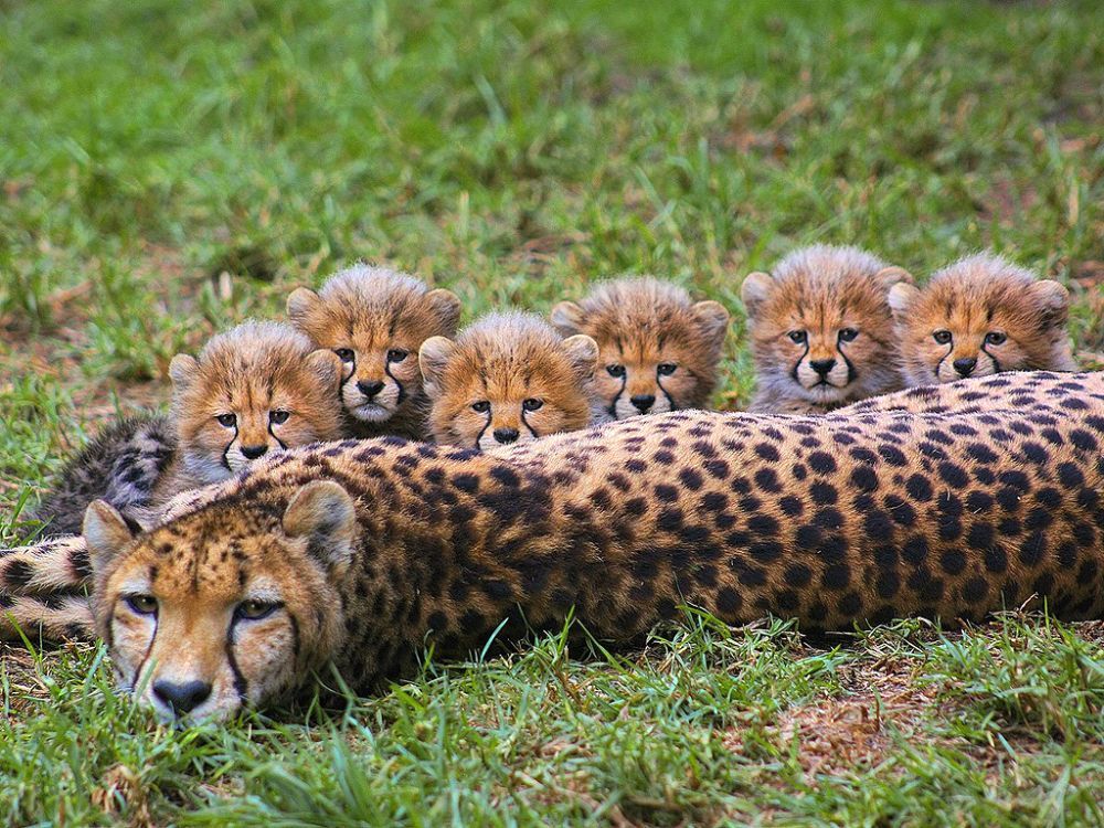 Леопард с леопардиками