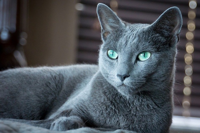 Кошки породы русская голубая британец thumbnail