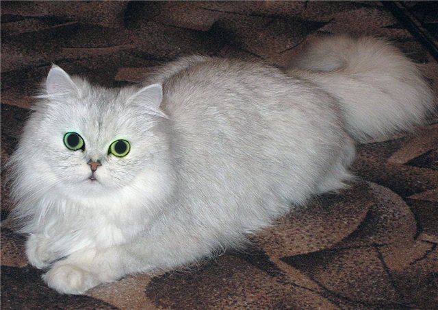 Кошка породы сибирская с персом thumbnail