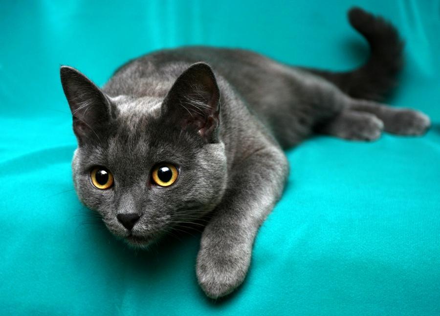 Корат кошка или русская голубая отличия пород thumbnail